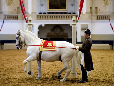 スペイン乗馬学校